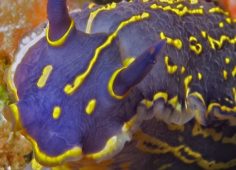 Elegant sea slug