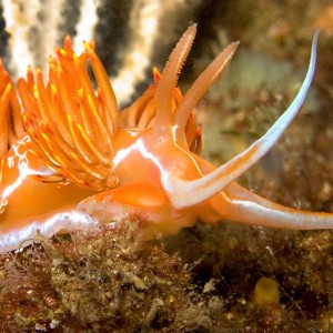 Lady Godiva nudibranch
