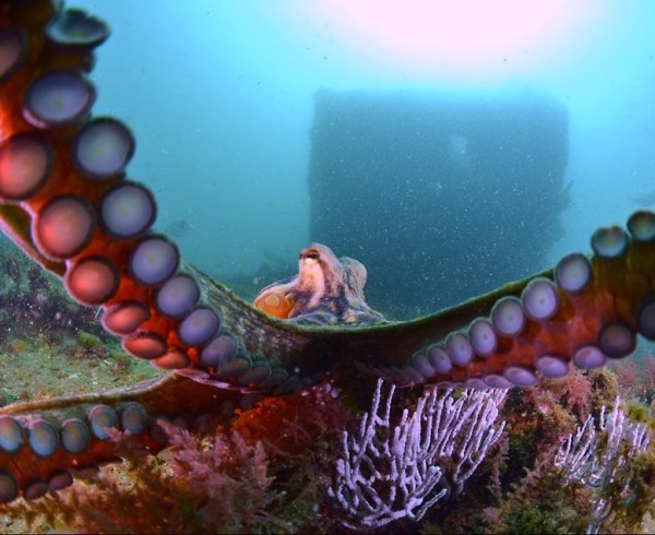 Common octopus on the Gibraltar wrecks