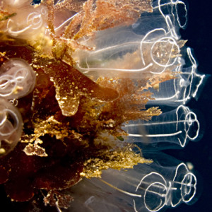 Light Bulb Tunicates