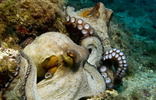 Two octopuses