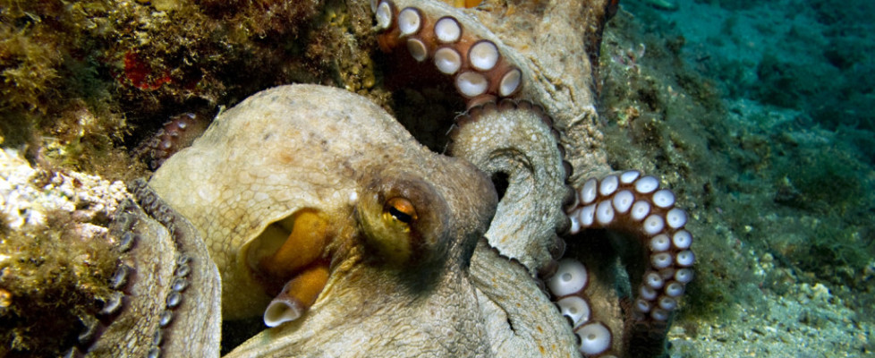 Two octopuses