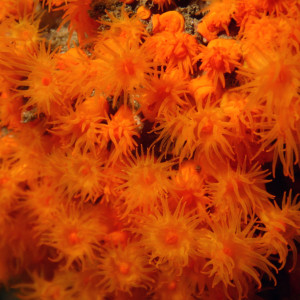 Orange star coral