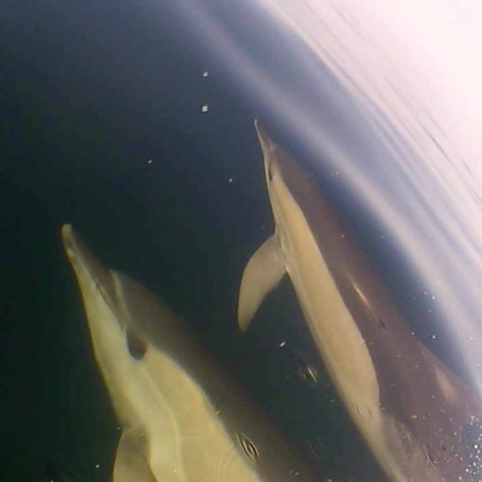 Dolphins playing in the bow wave of Simply Diving's RIB boat