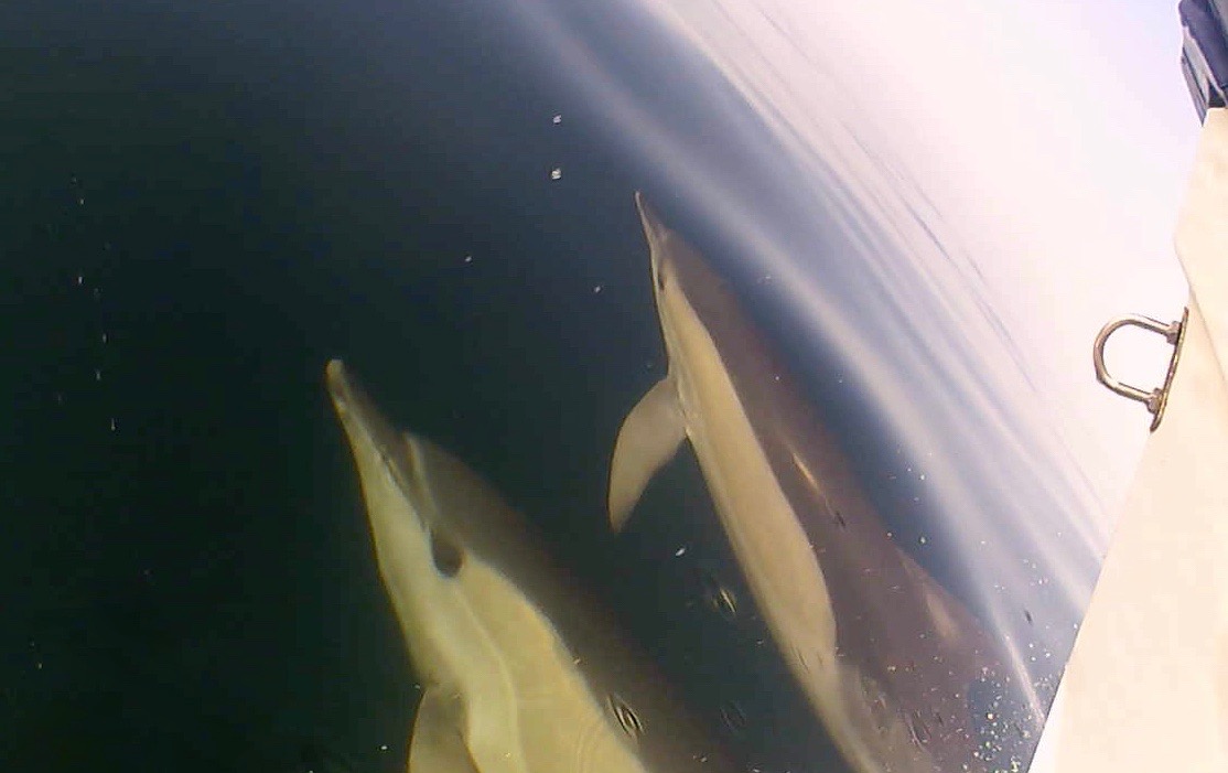 Dolphins playing in the bow wave of Simply Diving's RIB boat