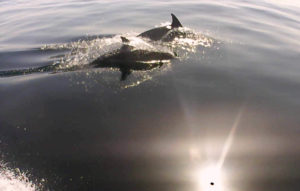 The distinctive dorsal fins of a pair of dolphins in the Mediterranean Sea outside of Marbella